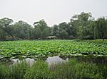 Peking - Yuanming Yuan Park