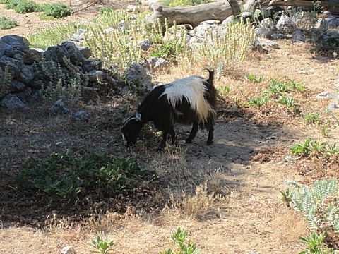 Paleo Pili