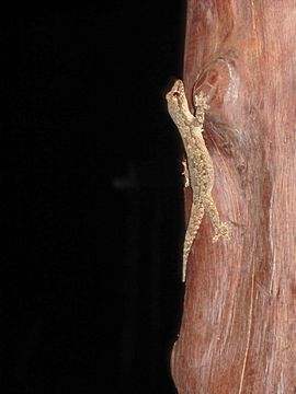 Gecko