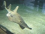 Underwater World